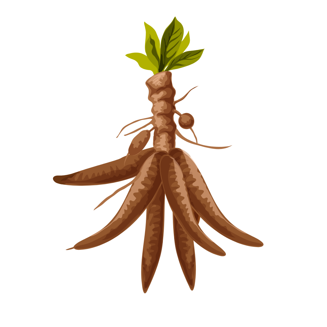 Picture of cassava root